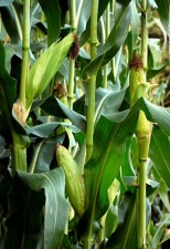 8. Genetically Modified Organisms (GMO's) Documentary Film, April 21, 2013